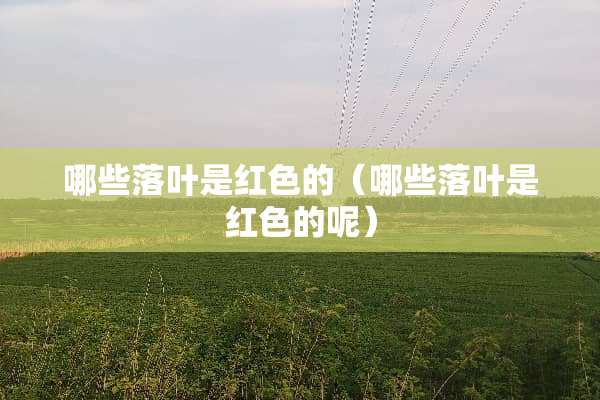 哪些落叶是红色的（哪些落叶是红色的呢）