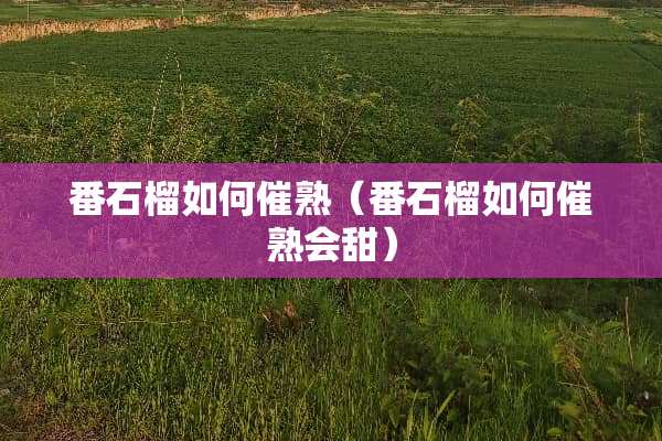 番石榴如何催熟（番石榴如何催熟会甜）