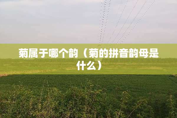 菊属于哪个韵（菊的拼音韵母是什么）
