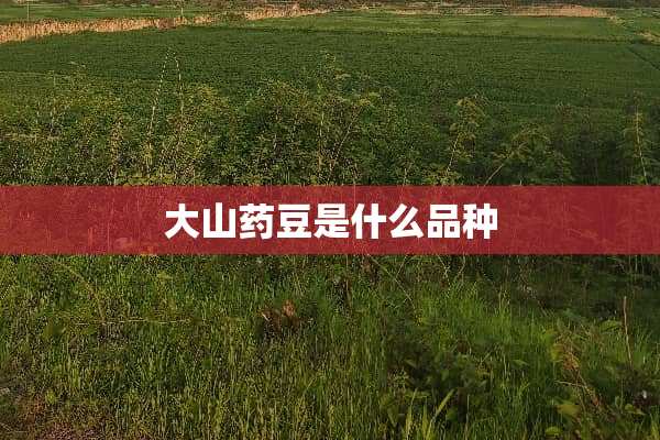 大山药豆是什么品种