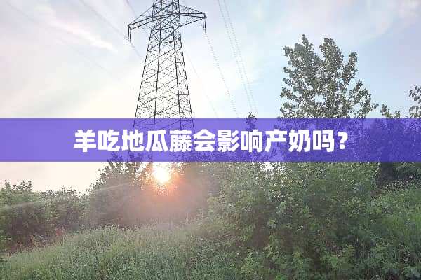 羊吃地瓜藤会影响产奶吗？
