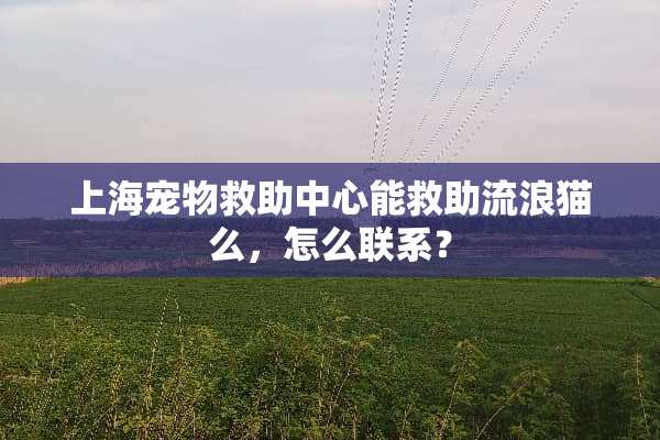 上海宠物救助中心能救助流浪猫么，怎么联系？