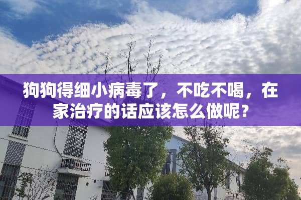 狗狗得细小**了，不吃不喝，在家治疗的话应该怎么做呢？