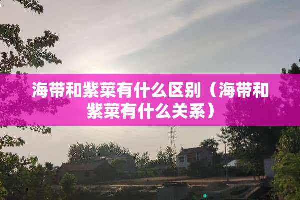 海带和紫菜有什么区别（海带和紫菜有什么关系）