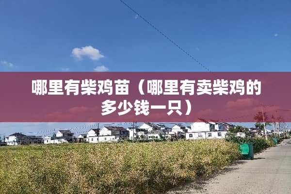 哪里有柴鸡苗（哪里有卖柴鸡的多少钱一只）