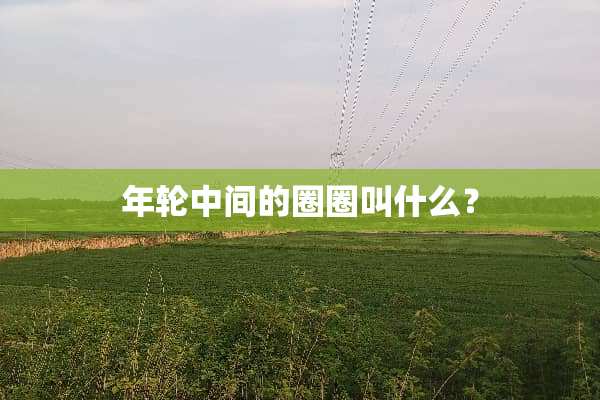 年轮中间的圈圈叫什么？
