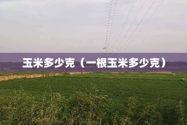 玉米多少克（一根玉米多少克）