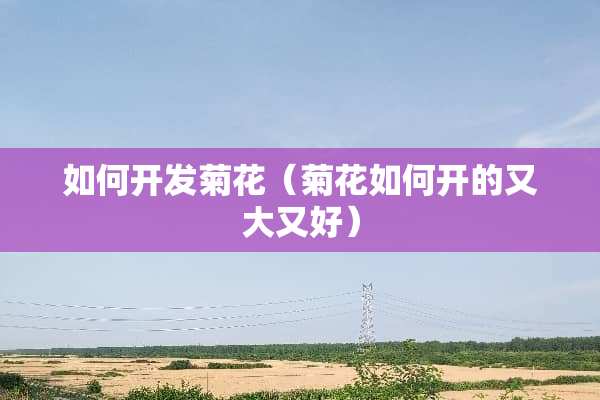 如何开发菊花（菊花如何开的又大又好）