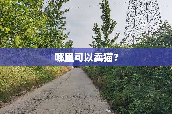 哪里可以卖猫？