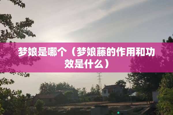 梦娘是哪个（梦娘藤的作用和功效是什么）