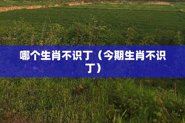 哪个生肖不识丁（今期生肖不识丁）