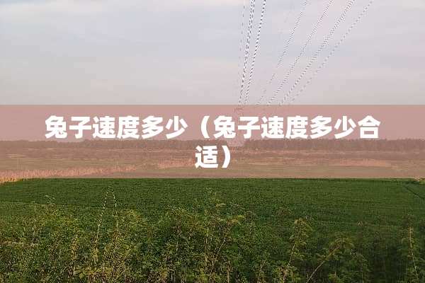 兔子速度多少（兔子速度多少合适）