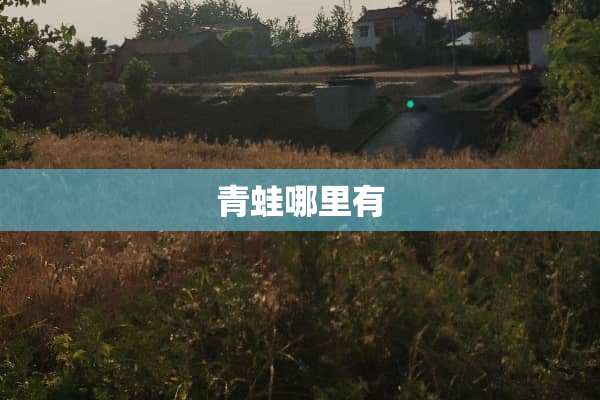 青蛙哪里有