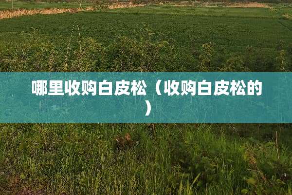 哪里收购白皮松（收购白皮松的）