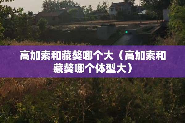 高加索和藏獒哪个大（高加索和藏獒哪个体型大）