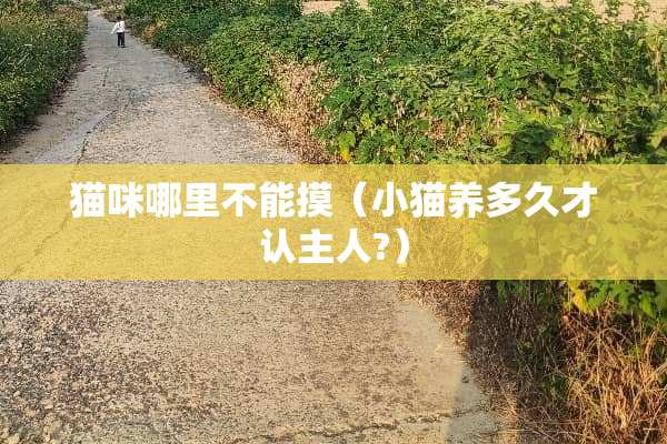 猫咪哪里不能摸（小猫养多久才认主人?）