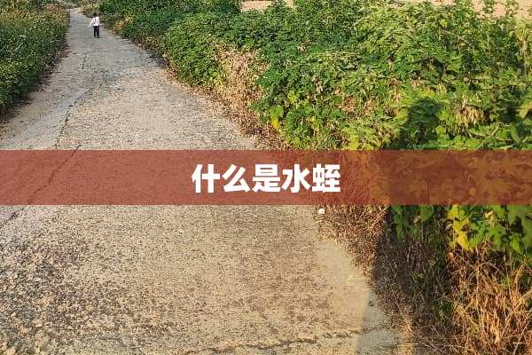 什么是水蛭