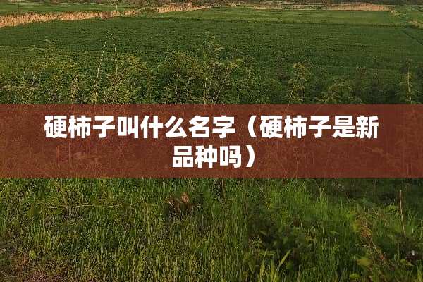 硬柿子叫什么名字（硬柿子是新品种吗）