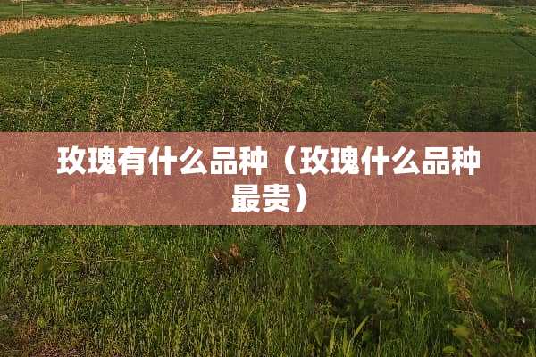 玫瑰有什么品种（玫瑰什么品种最贵）