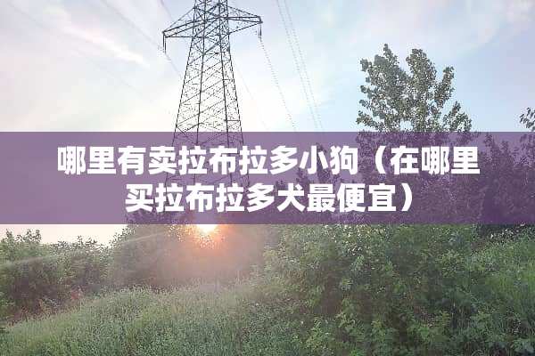 哪里有卖拉布拉多小狗（在哪里买拉布拉多犬最便宜）