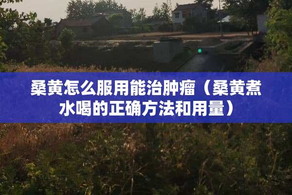 桑黄怎么服用能治肿瘤（桑黄煮水喝的正确方法和用量）