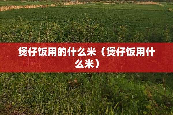 煲仔饭用的什么米（煲仔饭用什么米）