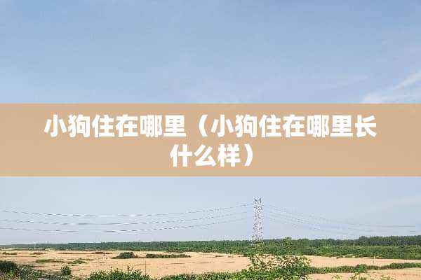 小狗住在哪里（小狗住在哪里长什么样）