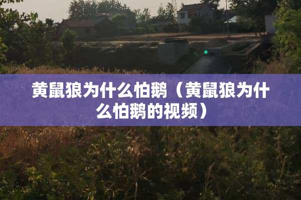 黄鼠狼为什么怕鹅（黄鼠狼为什么怕鹅的视频）