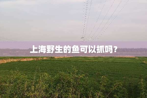 上海野生的鱼可以抓吗？