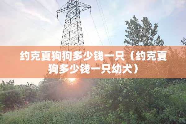约克夏狗狗多少钱一只（约克夏狗多少钱一只幼犬）