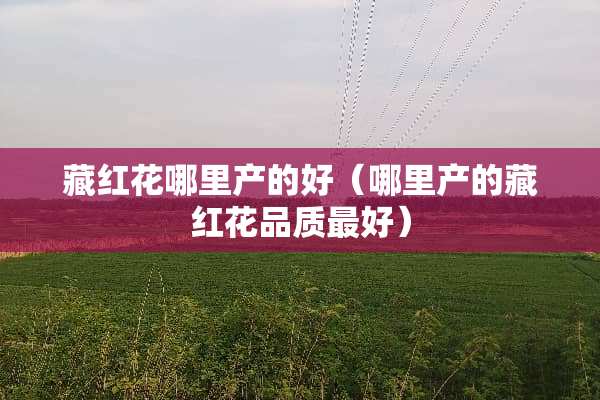 藏红花哪里产的好（哪里产的藏红花品质最好）