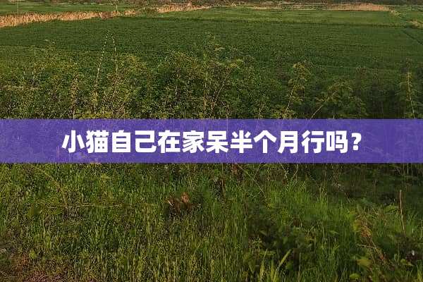 小猫自己在家呆半个月行吗？