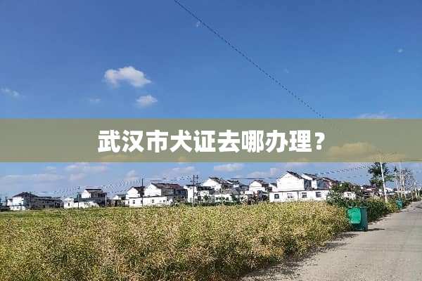 武汉市犬证去哪办理？