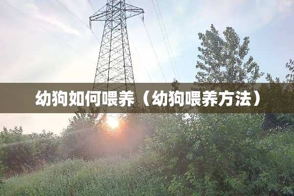 幼狗如何喂养（幼狗喂养方法）