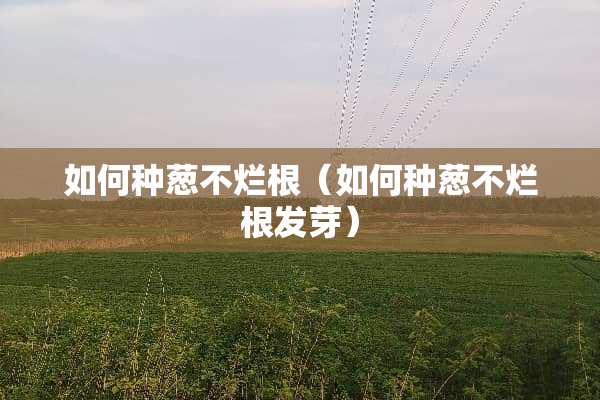 如何种葱不烂根（如何种葱不烂根发芽）