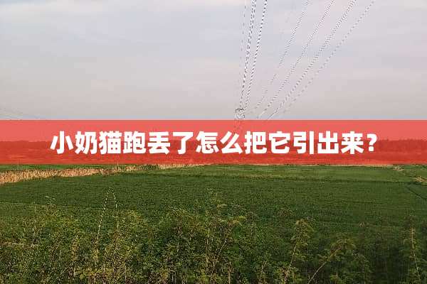 小奶猫跑丢了怎么把它引出来？