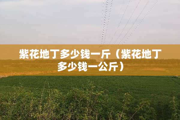 紫花地丁多少钱一斤（紫花地丁多少钱一公斤）