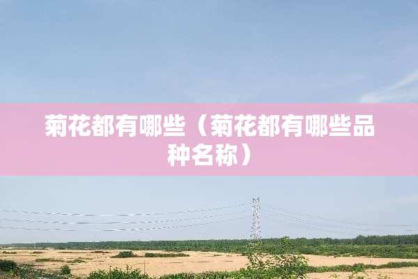 菊花都有哪些（菊花都有哪些品种名称）