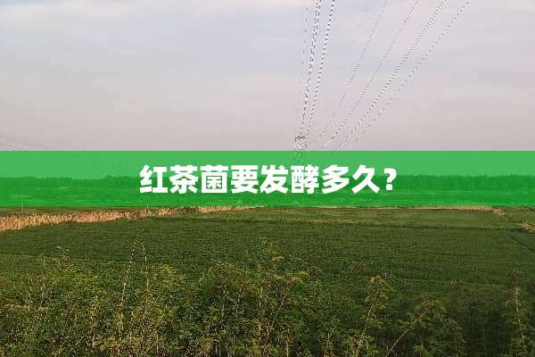 红茶菌要发酵多久？