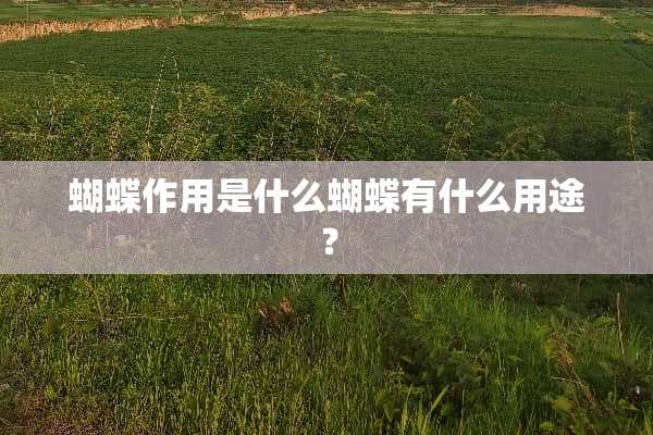 蝴蝶作用是什么蝴蝶有什么用途？