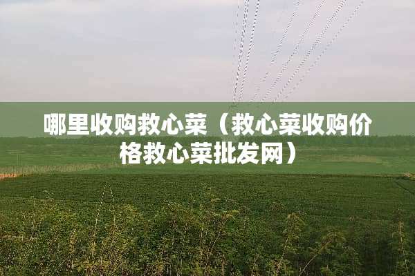 哪里收购救心菜（救心菜收购价格救心菜批发网）