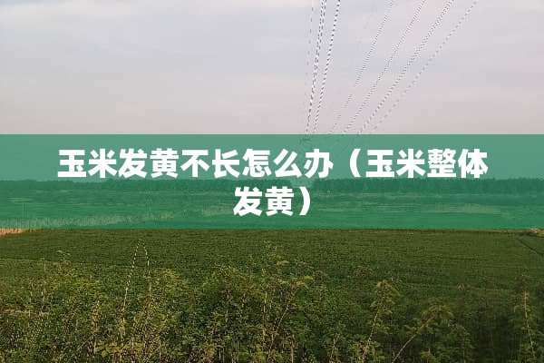玉米发黄不长怎么办（玉米整体发黄）