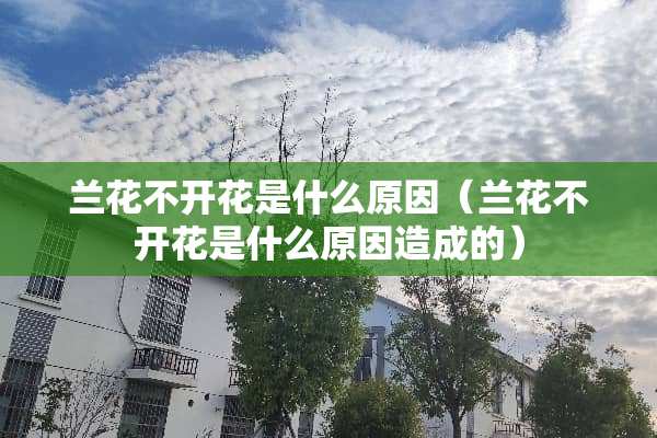 兰花不开花是什么原因（兰花不开花是什么原因造成的）