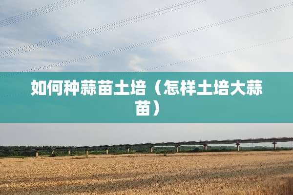 如何种蒜苗土培（怎样土培大蒜苗）