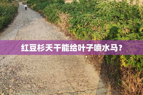 红豆杉天干能给叶子喷水马？
