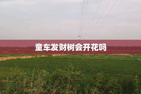 童车发财树会开花吗