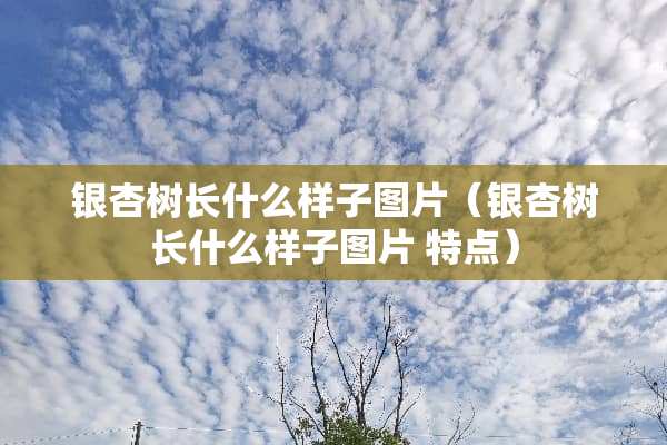 银杏树长什么样子图片（银杏树长什么样子图片 特点）
