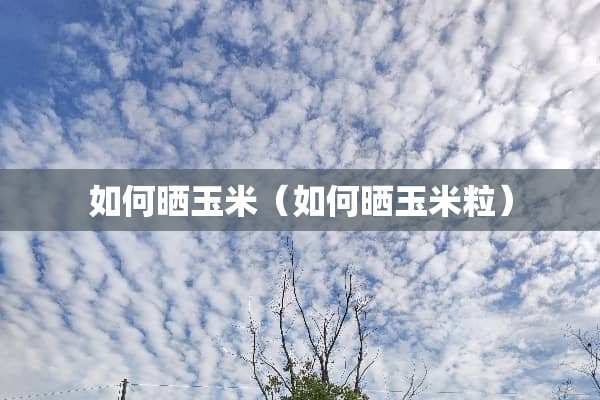 如何晒玉米（如何晒玉米粒）