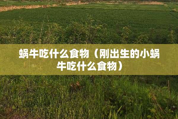蜗牛吃什么食物（刚出生的小蜗牛吃什么食物）