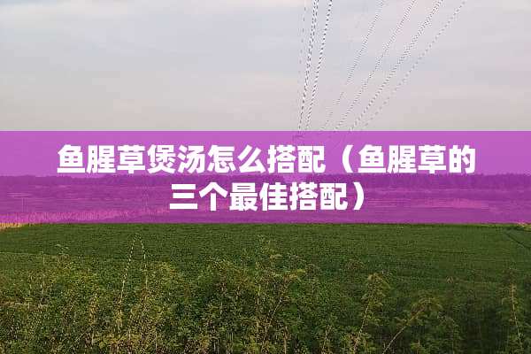 鱼腥草煲汤怎么搭配（鱼腥草的三个最佳搭配）